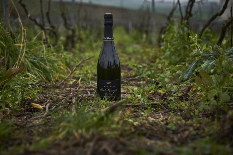 Prestige bottle in vineyards